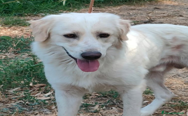 Meticcio cani a Città metropolitana di Milano - Annuncio 17