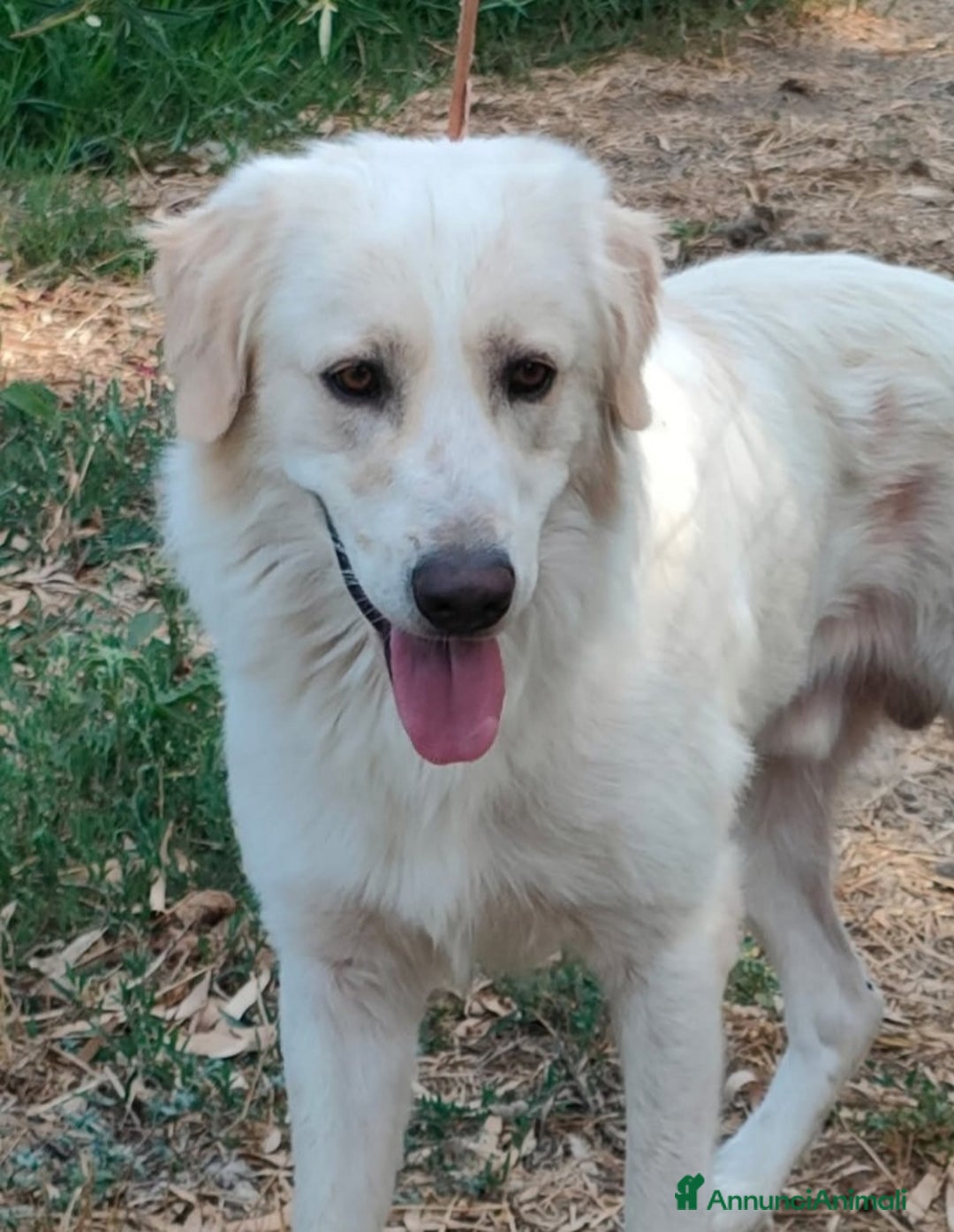 Meticcio cani in regalo: Raul 4anni si separano e torna in canile!!SARDEGNA a Città metropolitana di Milano - Immagine 1