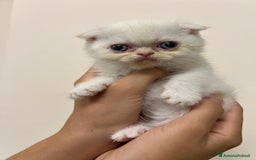 Scottish gatti in vendita: Affettuosi cuccioli Scottish foldex shorthair a Provincia di Rimini - Immagine 2