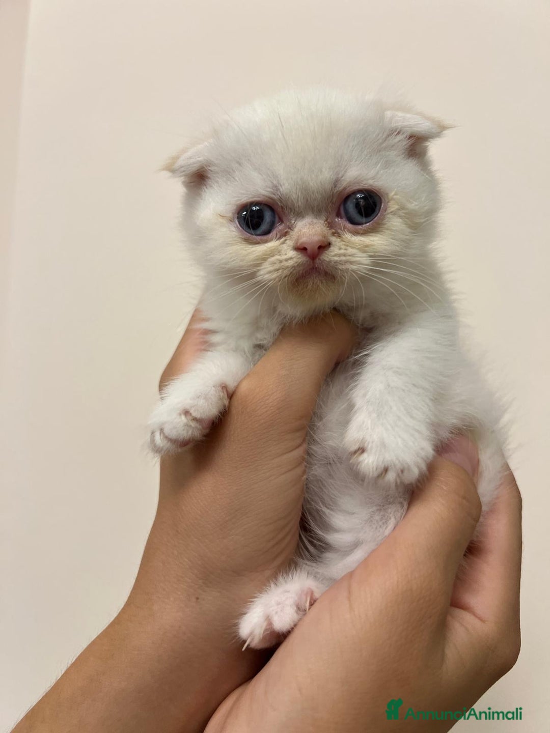 Scottish gatti in vendita: Affettuosi cuccioli Scottish foldex shorthair a Provincia di Rimini - Immagine 2