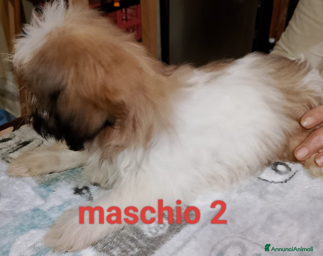 Shih Tzu cani in vendita: Cuccioli di shitzu  - Annuncio 4