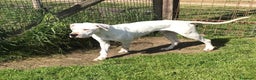 Dogo Argentino cani in regalo: DUGO il gigante buonissimo merita una casa a Provincia di Latina - Annuncio 6