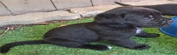 Cane Corso cani in vendita: FANTASTICI CUCCIOLI CANE CORSO a Provincia di Cremona - Annuncio 4
