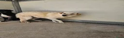 Meticcio cani in regalo: Micky: taglia media, socievole ed equilibrata  - Annuncio 5