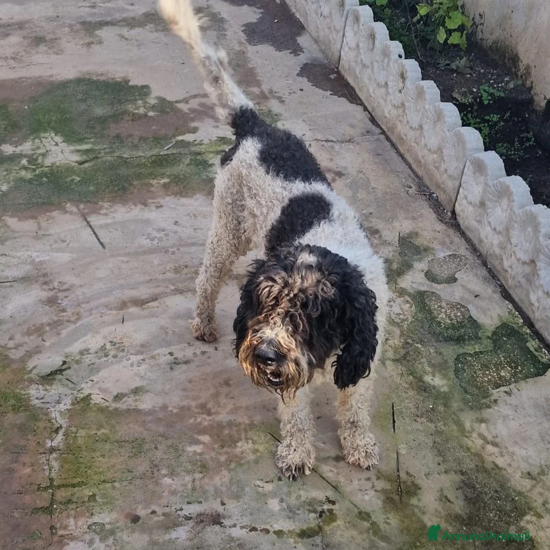 Lagotto cani in regalo: THOR un lagotto strepitoso a Pomezia - Annuncio 3