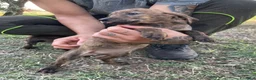 Segugio Maremmano cani in vendita: Cucciolata segugi maremmani  - Annuncio 6