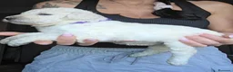 Barbone cani in vendita: Cuccioli Barbone Grande Mole - Annuncio 5
