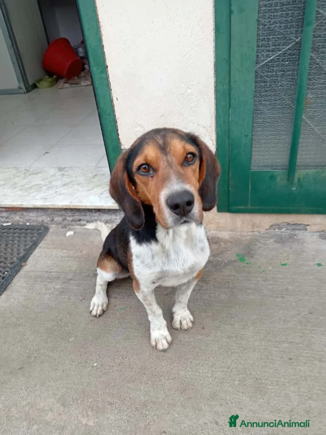 Beagle cani in regalo: Leo, Beagle maschio in canile - Annuncio 1
