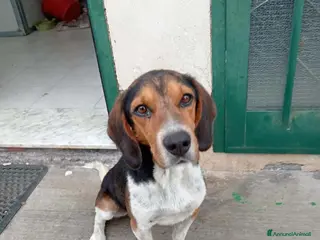 Beagle cani Leo, Beagle maschio in canile - Annuncio 1