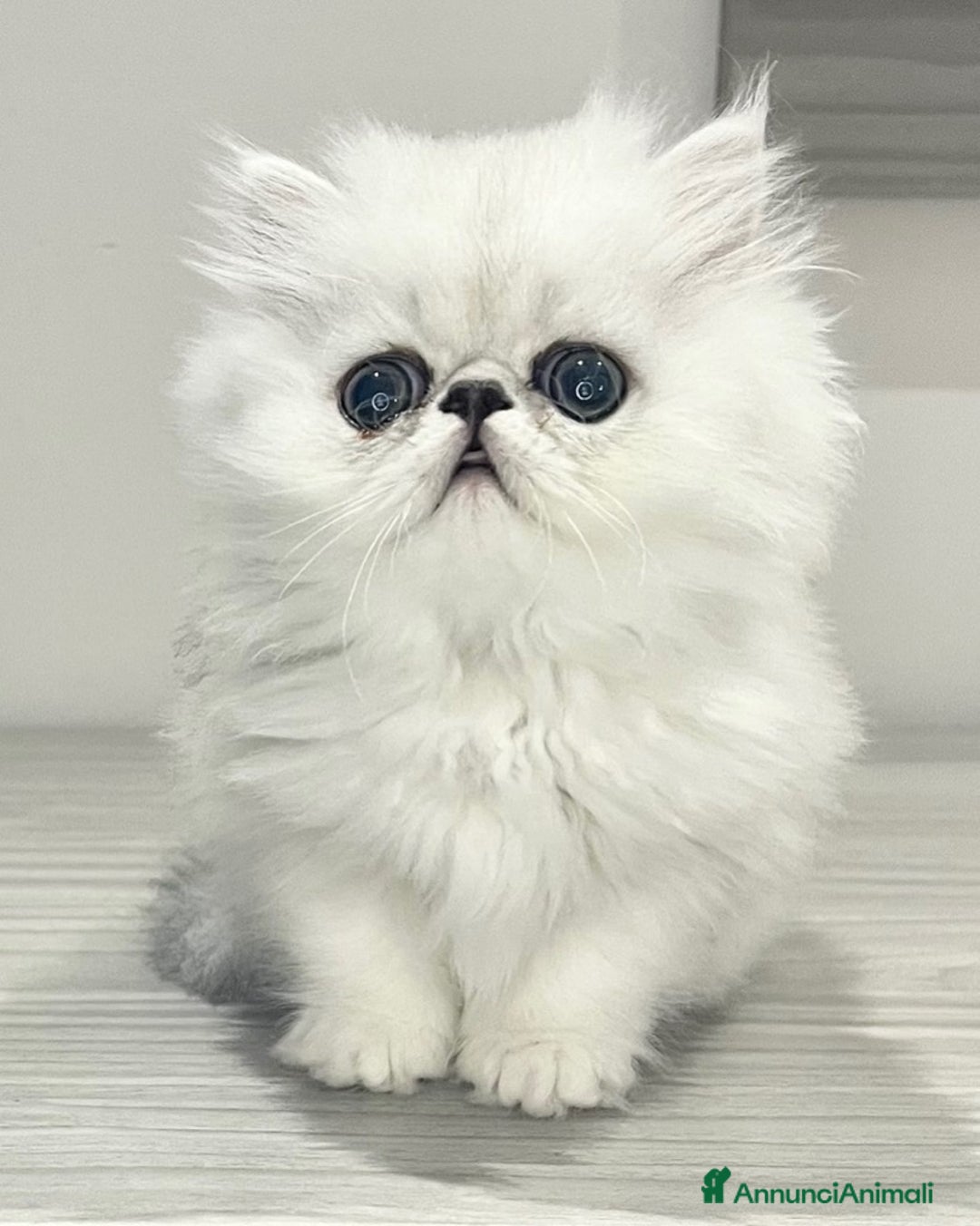 Persiano gatti in vendita: Cucciolo di razza persiana  - Annuncio 1