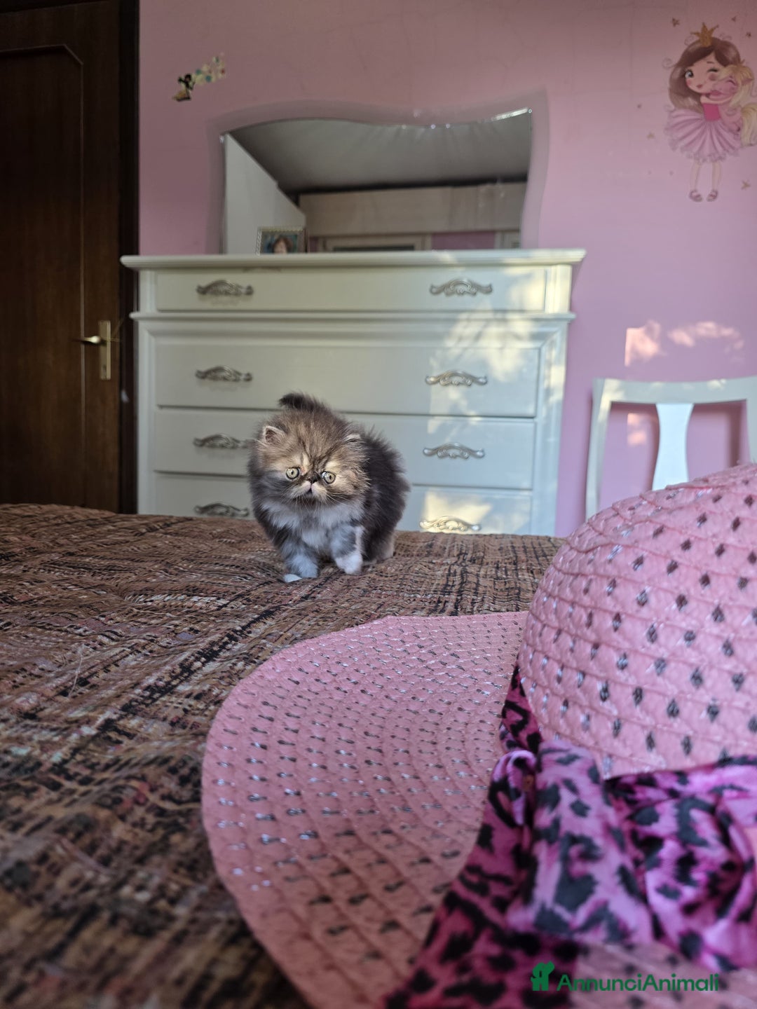 Persiano gatti in vendita: Gattini persiani a Provincia di Padova - Immagine 5