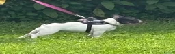 Bulldog Francese cani in vendita: Bulldog francese cuccioli - Annuncio 1