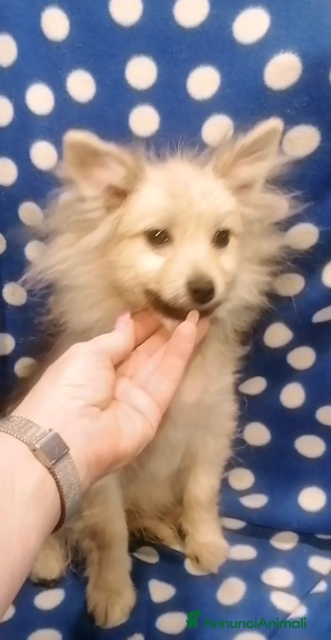 Volpino Pomerania cani in vendita: Volpino nano cucciolo maschio - Annuncio 1