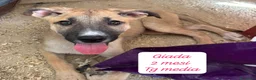 Meticcio cani in regalo: Trovatelli cercano urgentemente casa  a Provincia di Monza e della Brianza - Annuncio 3