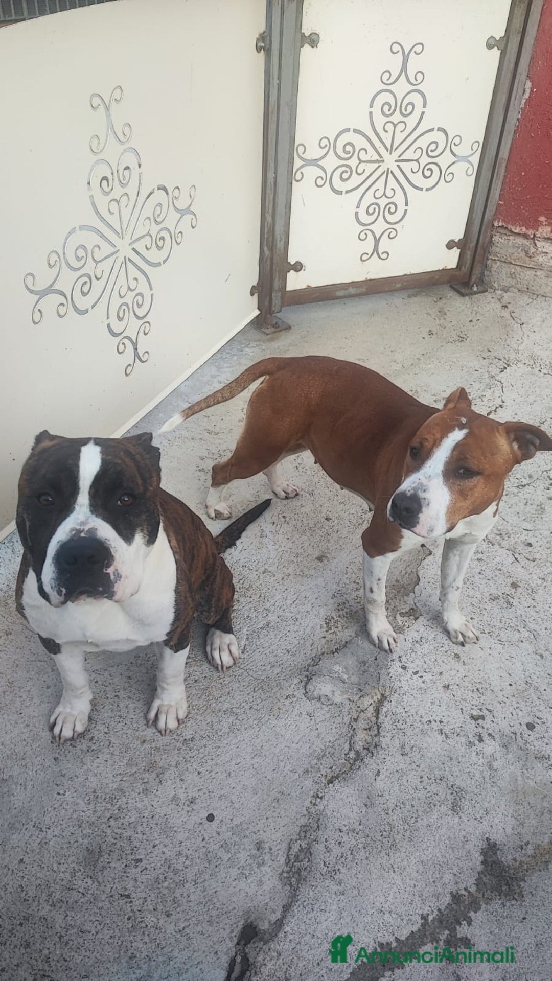 American Staffordshire cani in vendita: America Staffordshire terrier - Annuncio 3