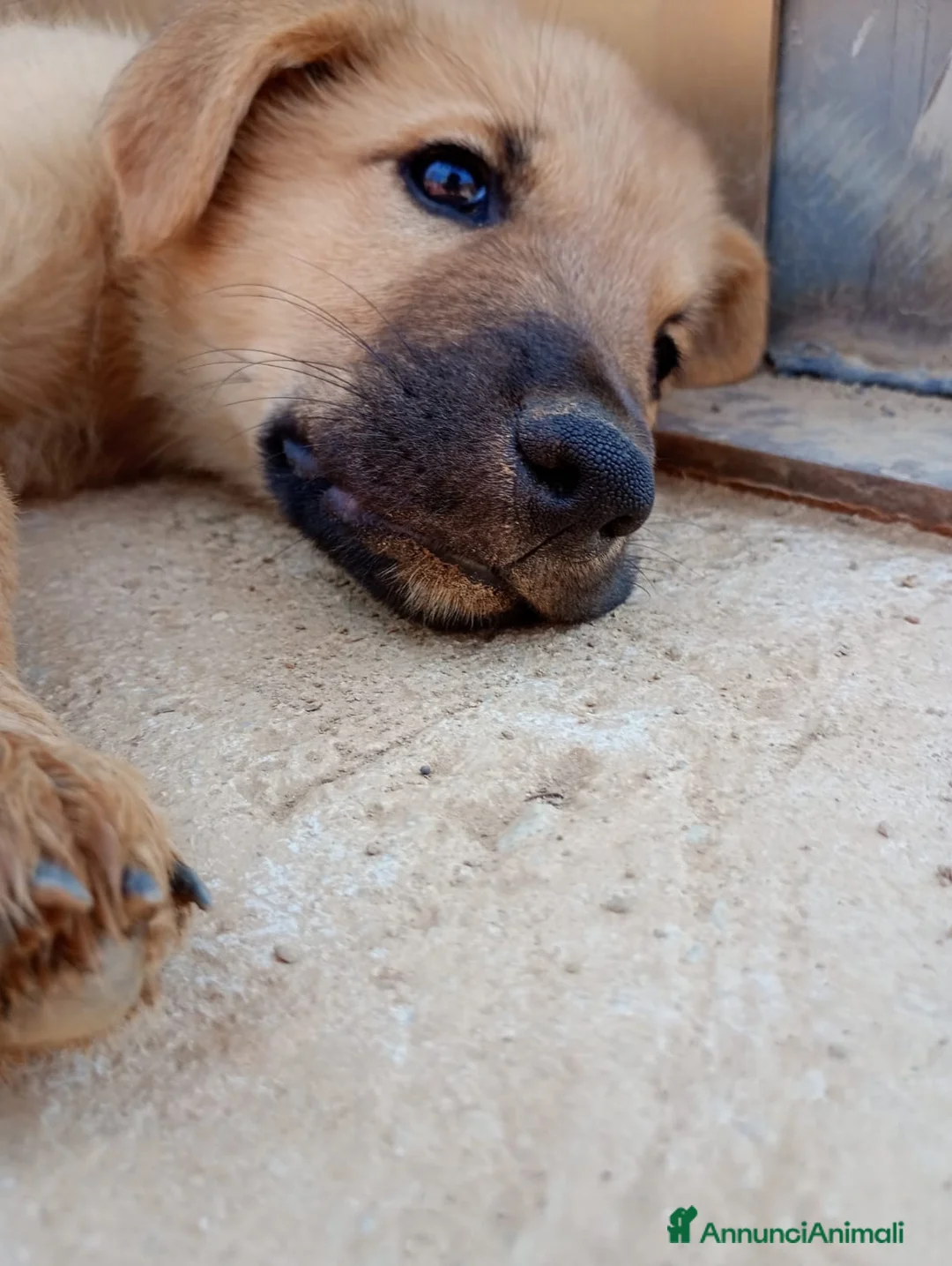 Altre razze cani in regalo: Cuccioli in regalo - Annuncio 9