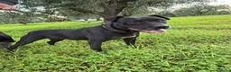 Pitbull cani in regalo: Yuma Pitbull buona,salvata 1anno fa,in canile SUD  - Annuncio 1