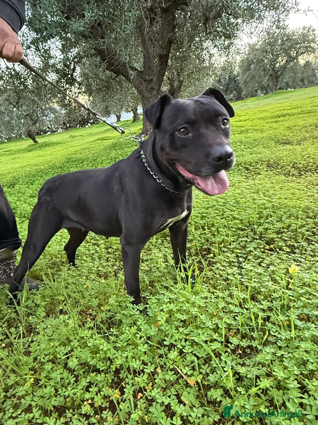 Pitbull cani in regalo: Yuma Pitbull buona,salvata 1anno fa,in canile SUD  - Annuncio 1