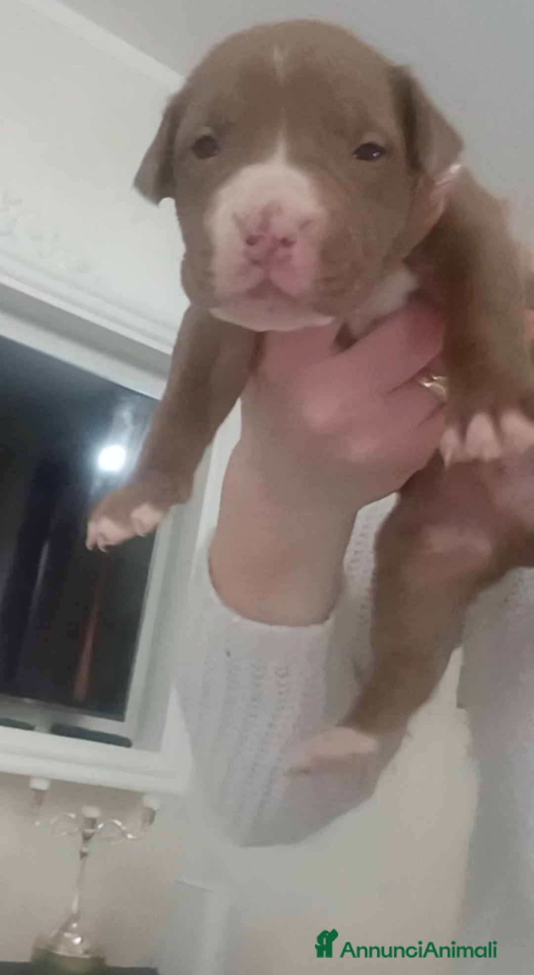 Pitbull cani in vendita: Cuccioli american Pitbull terrier  - Annuncio 6