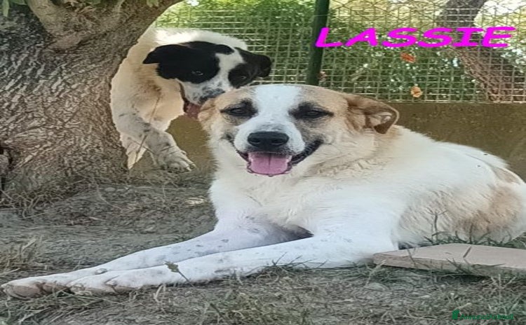 Meticcio cani a Città Metropolitana di Torino - Annuncio 5