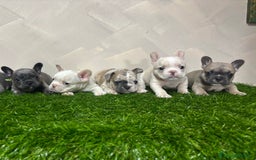 Bulldog Francese cani in vendita: Cuccioli bouldogue francesi esotici  a Città metropolitana di Roma Capitale - Immagine 1