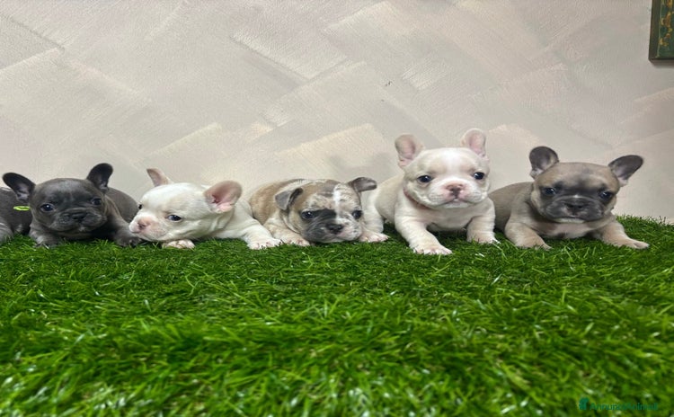 Bulldog Francese cani a Città metropolitana di Roma Capitale - Annuncio 3