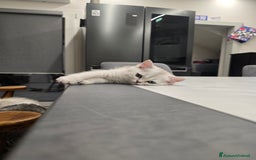 Scottish gatti in vendita: Dolcissimo scottish fold e straight  a Provincia di Brescia - Immagine 2