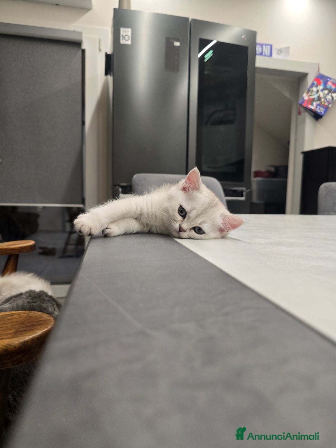 Scottish gatti in vendita: Dolcissimo scottish fold e straight  a Provincia di Brescia - Immagine 2