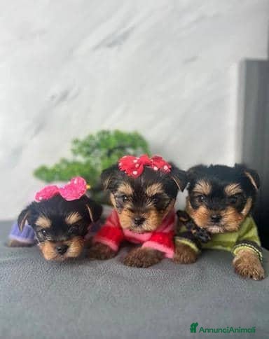 Yorkshire cani Adorabili cuccioli di Yorkshire Terrier - Annuncio 5