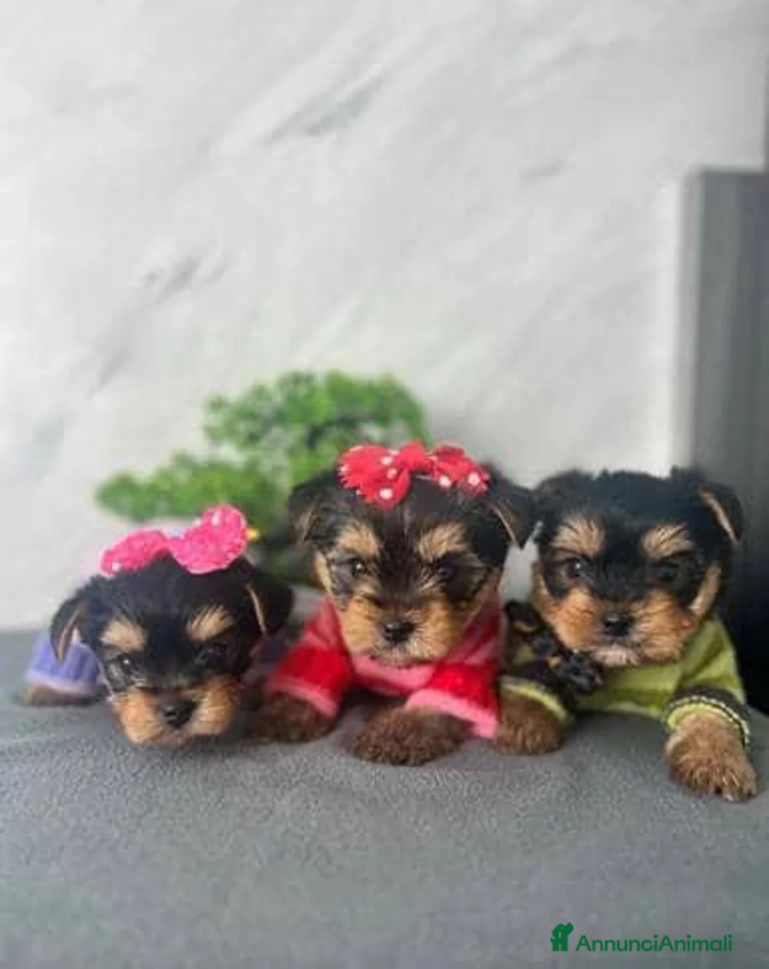 Yorkshire cani in vendita: Adorabili cuccioli di Yorkshire Terrier a Provincia di Verona - Annuncio 1