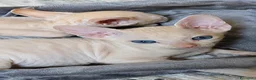 Sphynx gatti in vendita: Cuccioli Sphynx Velour, due Fratellini Disponibili - Annuncio 2