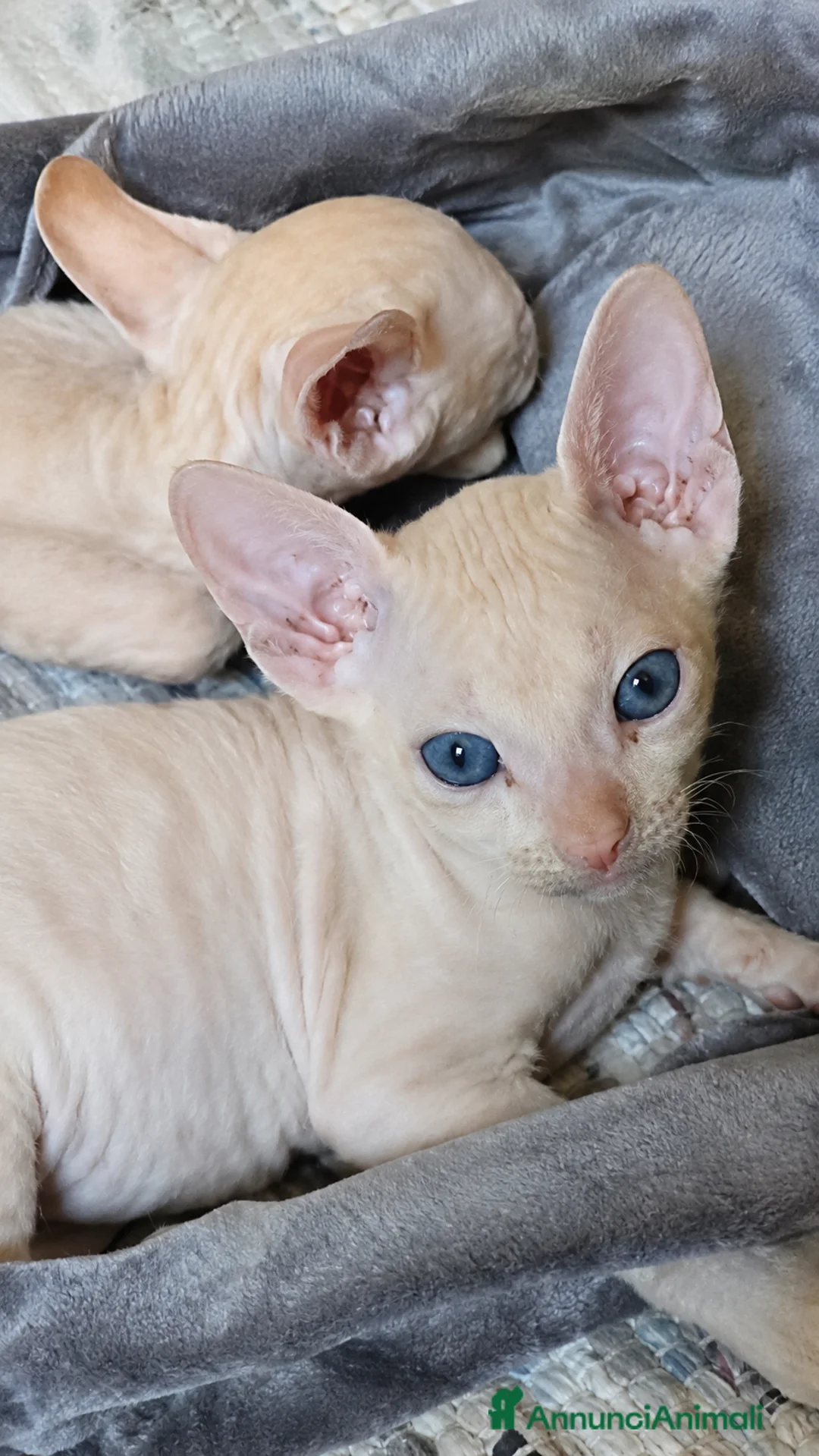 Sphynx gatti in vendita: Cuccioli Sphynx Velour, due Fratellini Disponibili - Annuncio 2