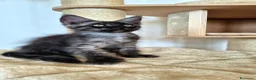 Maine Coon gatti in vendita: Cuccioli MCO di alta genealogia. - Annuncio 19