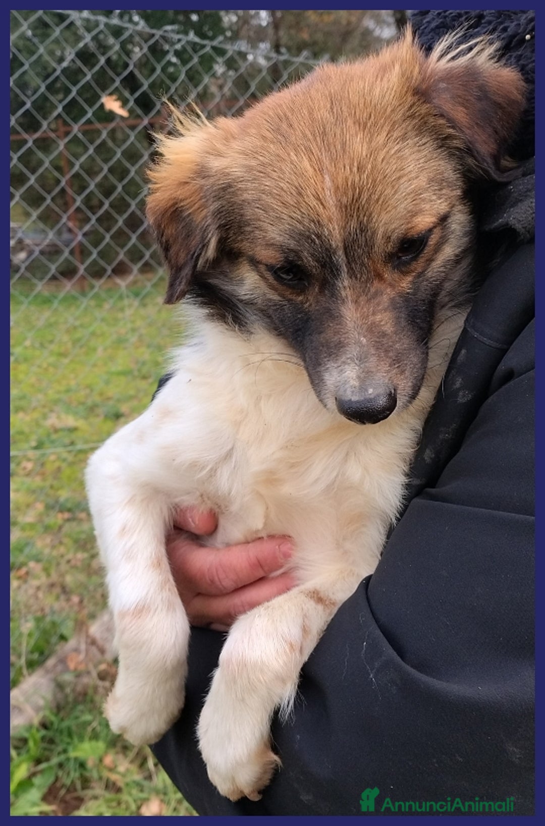 Meticcio cani in regalo: METZCAL CUCCIOLONE 9 MESI TG PICCOLA CERCA FAMIGLI a Città metropolitana di Milano - Annuncio 9