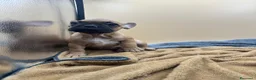 Bulldog Francese cani in vendita: Bouledogue Francese - Annuncio 3