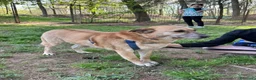 Meticcio cani in regalo: Splendida meticcia - RAJA - Annuncio 3