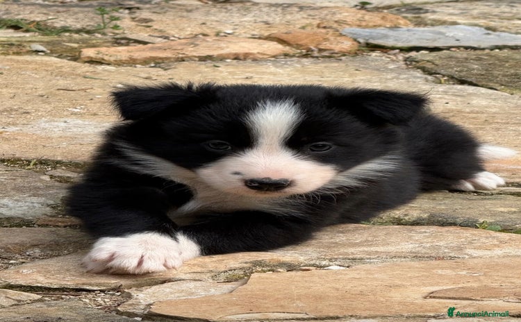 Border Collie cani a Provincia di Lecce - Annuncio 2