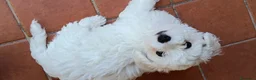 Bichon cani in vendita: Cuccioli Bichon Frisee - Annuncio 3