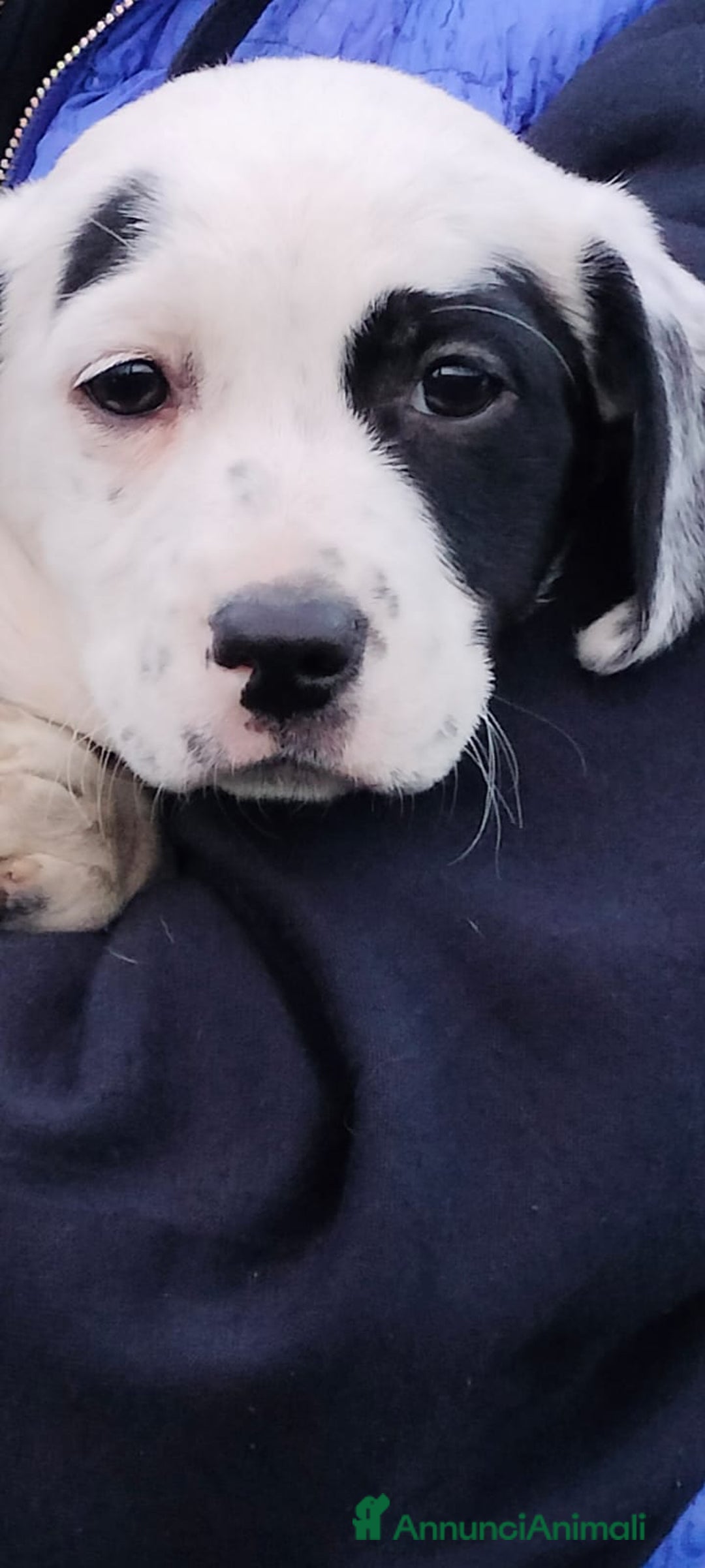 Meticcio cani in regalo: ALISIA - Annuncio 7