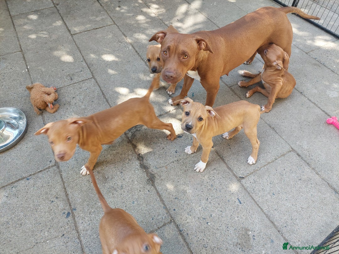 American Bully cani in vendita: Cuccioli American pit bull terrier  - Annuncio 9