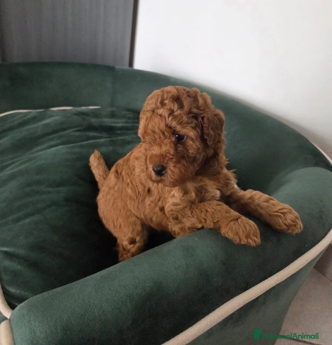 Barboncino cani in vendita: Barboncino  a Provincia di Vercelli - Annuncio 2
