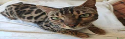 Bengala gatti in vendita: Bengala Maschio  - Annuncio 1