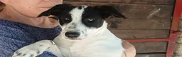 Meticcio cani in regalo: BELINDA STA CERCANDO UNA CASA, IN ADOZIONE - Annuncio 3