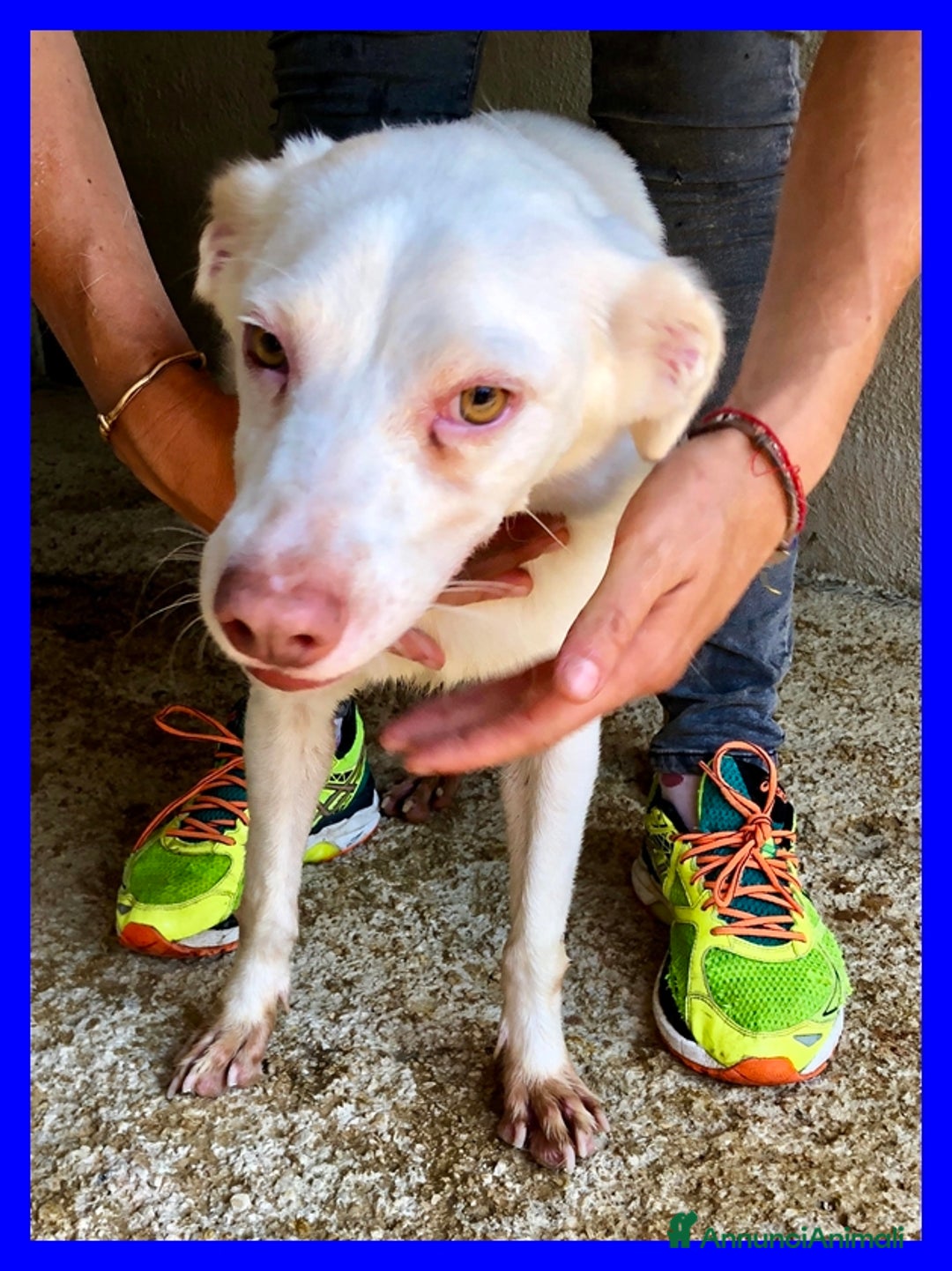 Meticcio cani in regalo: WAFER dolcissimo nonnino - Annuncio 4