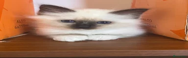 Sacro di Birmania Gattino 1