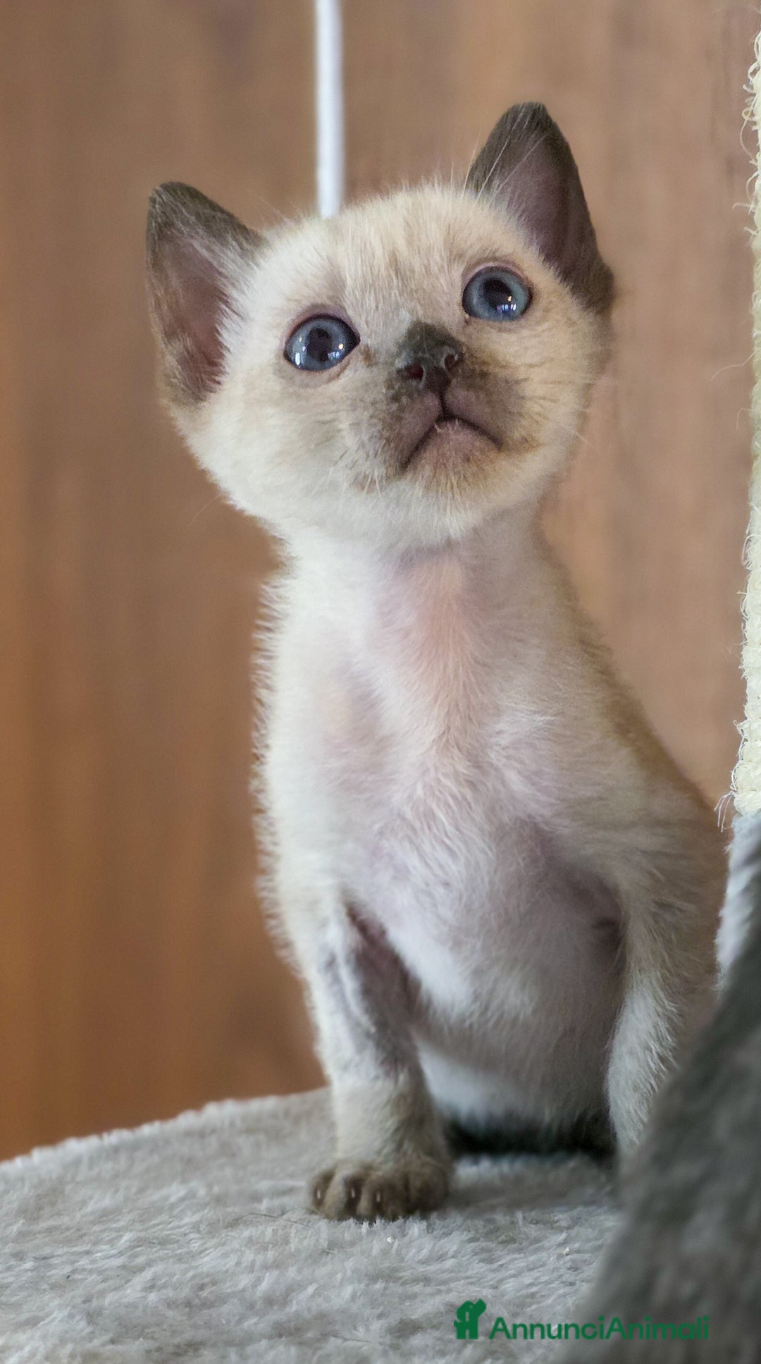 Bengala gatti in vendita: Cucciolo maschio gatto bengala  - Annuncio 17