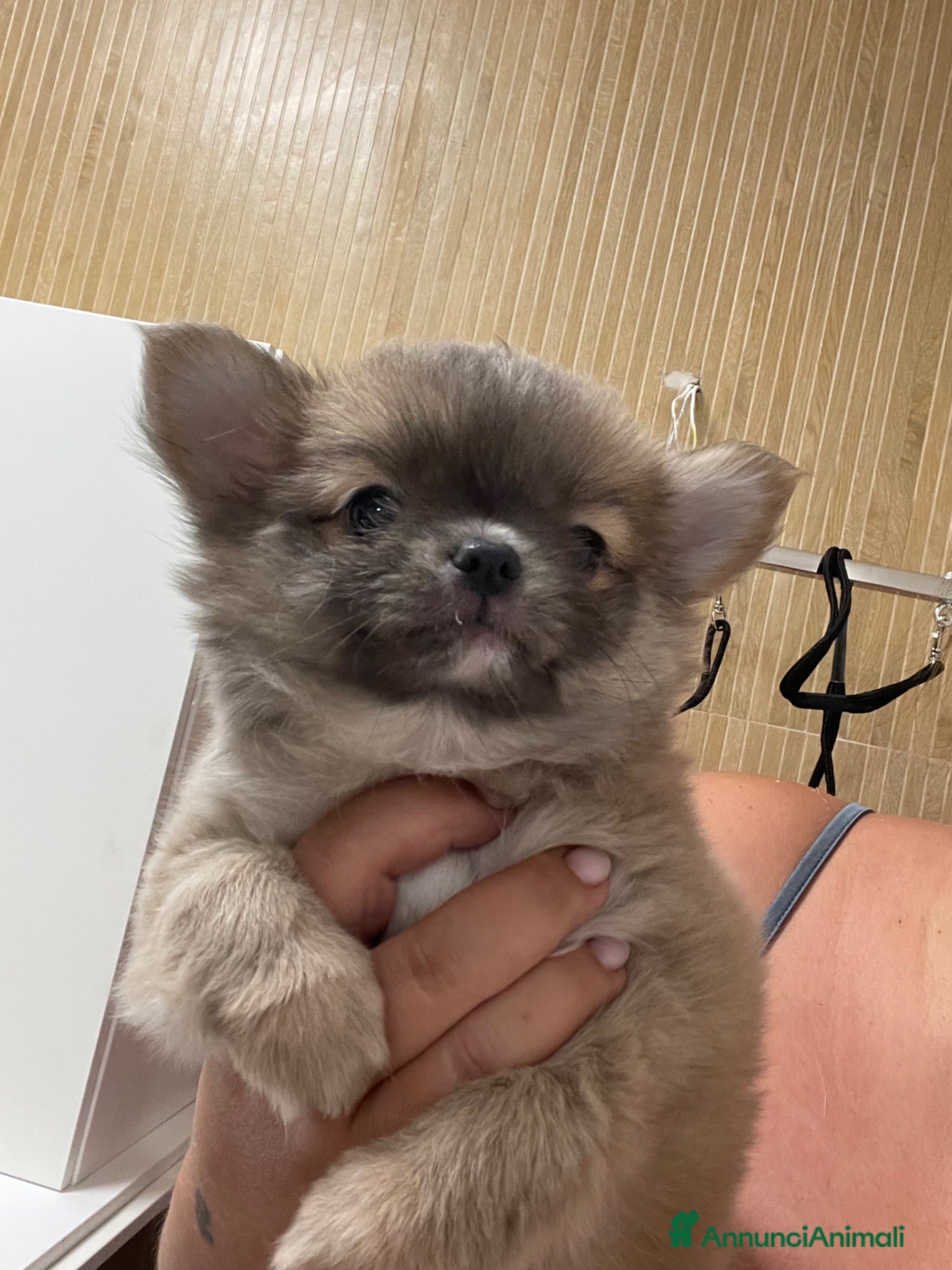Chihuahua cani Cuccioli di Chihuahua mini disponibili - Annuncio 2