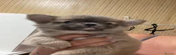 Chihuahua cani in vendita: Cuccioli di Chihuahua mini disponibili - Annuncio 1
