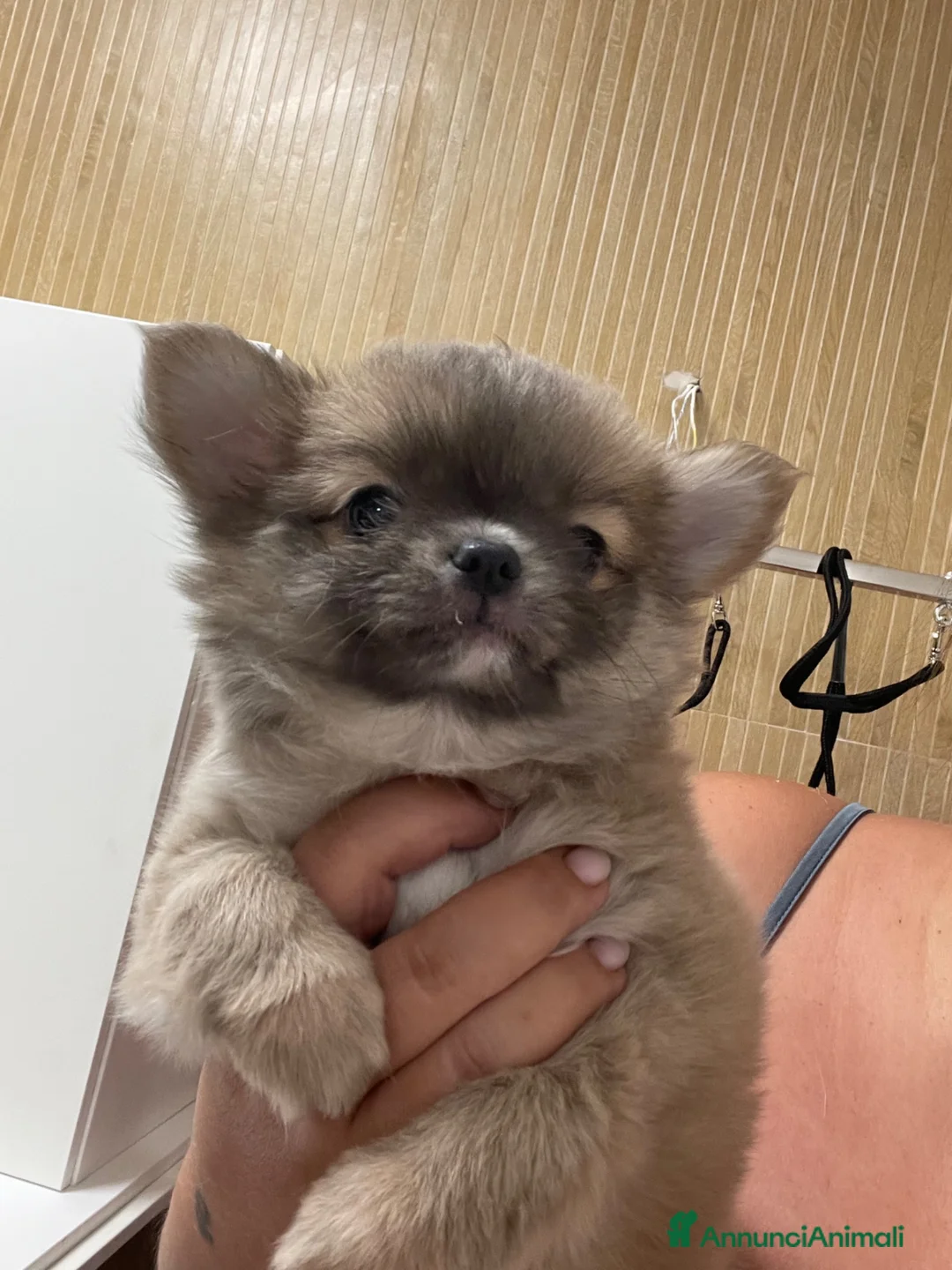 Chihuahua cani in vendita: Cuccioli di Chihuahua mini disponibili - Annuncio 1