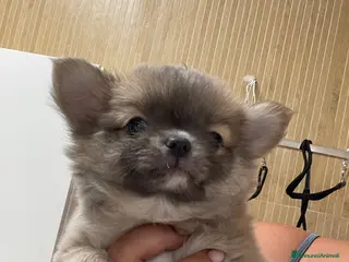 Chihuahua cani Cuccioli di Chihuahua mini disponibili - Annuncio 2